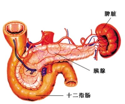 胰腺炎是哪個(gè)部位疼圖解圖片，在左上腹位置（也可放射到肩部）