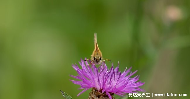 水飛薊什么牌子好？了解這些方面就會(huì)挑