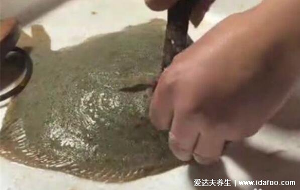 多寶魚怎么殺，5個(gè)步驟教你把多寶魚處理的非常干凈(視頻教程)