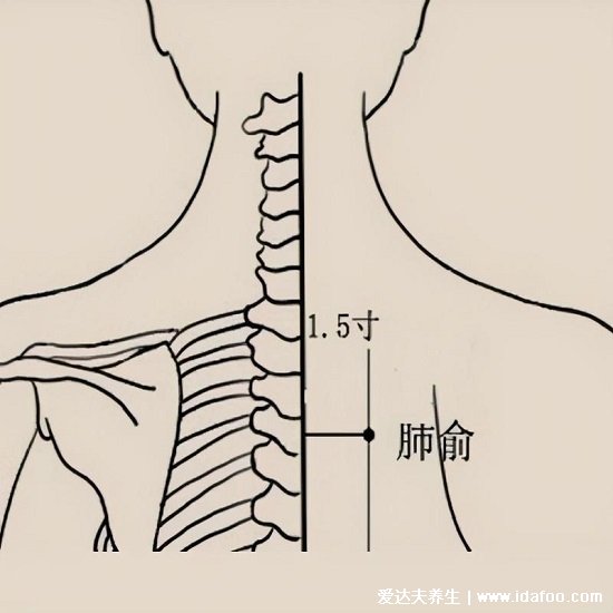 定位肺俞的準(zhǔn)確位置圖片圖解，在肩胛和第三胸椎的2個(gè)手指處