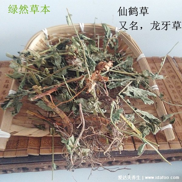 野生中藥仙鶴草圖片高清大全，具有止血的神奇功效