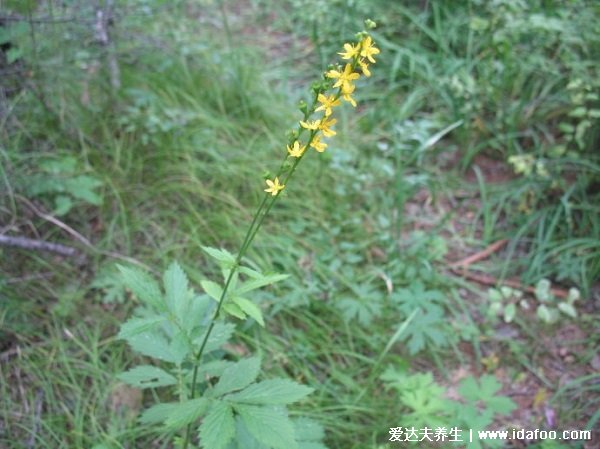 野生中藥仙鶴草圖片高清大全，具有止血的神奇功效