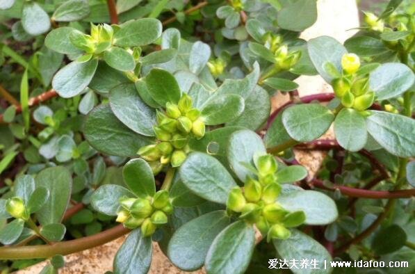 殺死癌細胞最狠的野菜，可以多吃馬齒莧/蒲公英根/苦菜