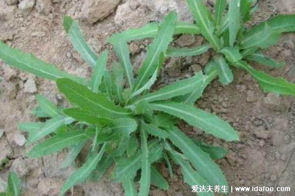 殺死癌細胞最狠的野菜，可以多吃馬齒莧/蒲公英根/苦菜