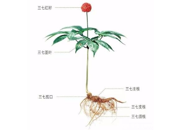 中藥三七圖片植物圖片，田七的功效與作用及食用方法