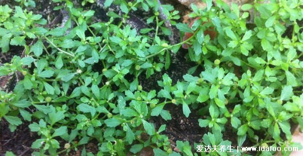 野生鵝不食草圖片，鵝不食草的功效與作用（葉子很小莖也細(xì)）