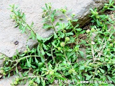 野生鵝不食草圖片，鵝不食草的功效與作用（葉子很小莖也細(xì)）