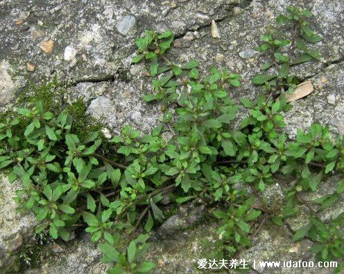 野生鵝不食草圖片，鵝不食草的功效與作用（葉子很小莖也細(xì)）