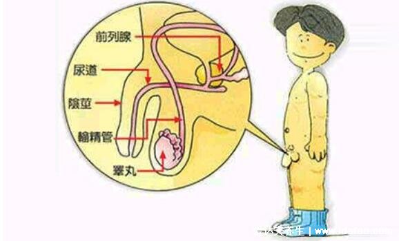 前列腺病自我按摩圖解，每天堅持按幫你擺脫前列腺困擾