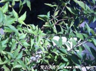 一味中藥可化72種結(jié)石，化石草能夠做到(只能排出小型結(jié)石)