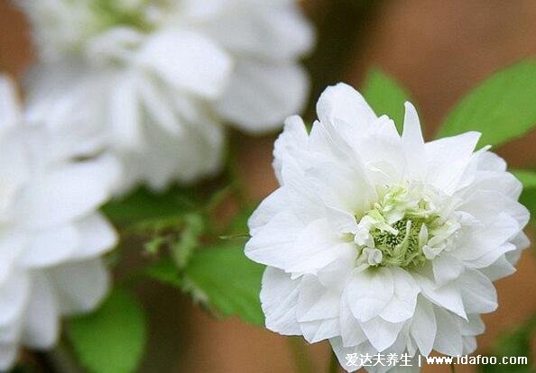 十種招鬼的花圖片合集，家里養(yǎng)這些花風水不吉利(封建迷信)