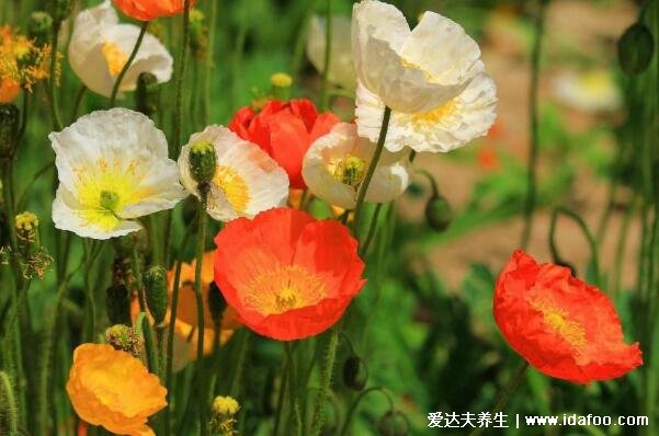 十種招鬼的花圖片合集，家里養(yǎng)這些花風水不吉利(封建迷信)