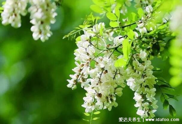 十種招鬼的花圖片合集，家里養(yǎng)這些花風水不吉利(封建迷信)