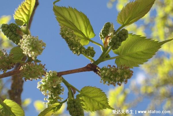 十種招鬼的花圖片合集，家里養(yǎng)這些花風水不吉利(封建迷信)