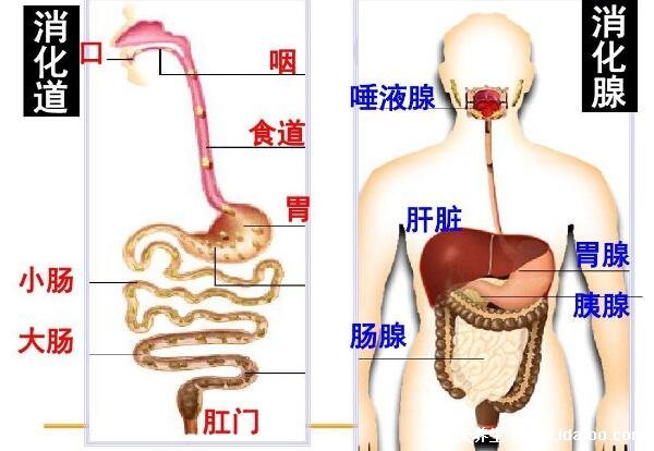 胰腺炎是什么癥狀?哪個位置痛(胰腺疼痛位置圖片)