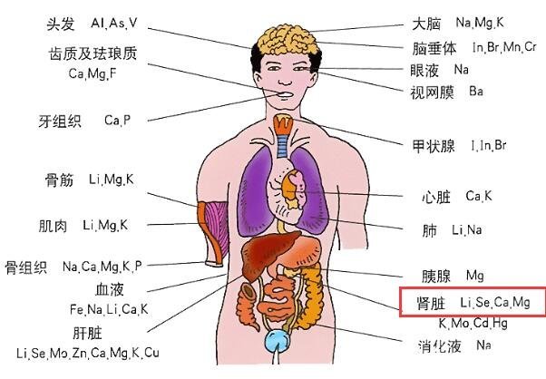 堅持腎結石五吃三不吃，注意睡前喝牛奶會加重結石