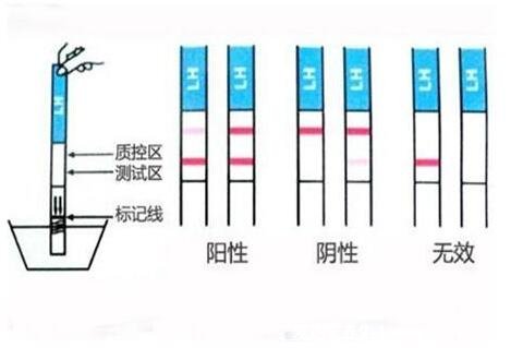 真實清晰驗孕棒圖片懷孕圖片和沒懷孕圖片，一下就能看懂