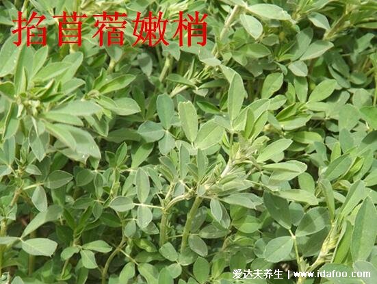 野生苜蓿草圖片長什么樣，它就是三葉草(找到四葉草很幸運(yùn))