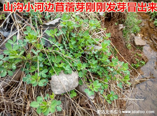 野生苜蓿草圖片長什么樣，它就是三葉草(找到四葉草很幸運(yùn))