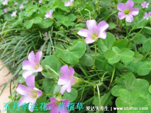 野生苜蓿草圖片長什么樣，它就是三葉草(找到四葉草很幸運(yùn))