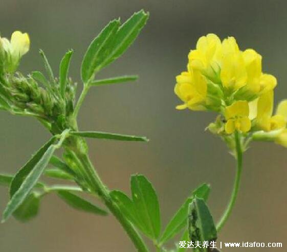 野生苜蓿草圖片長什么樣，它就是三葉草(找到四葉草很幸運(yùn))