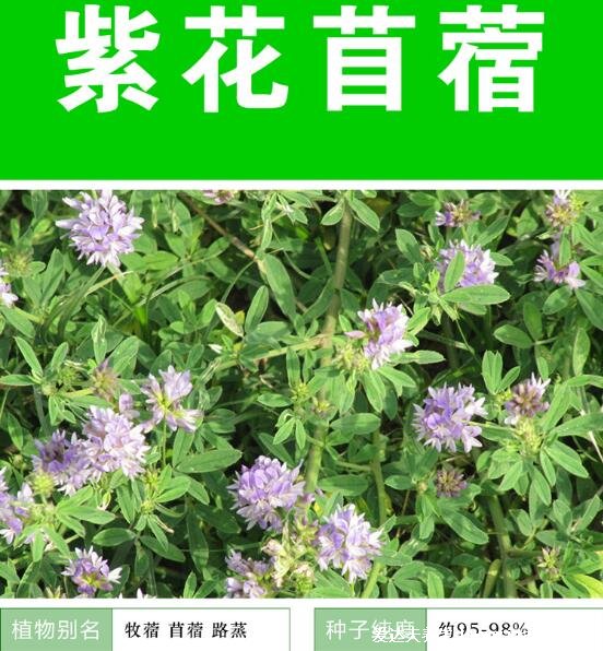 野生苜蓿草圖片長什么樣，它就是三葉草(找到四葉草很幸運(yùn))