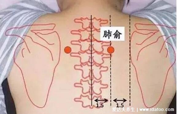 肺俞的準(zhǔn)確位置圖片，肩胛骨中間第三胸椎下長(zhǎng)按止咳化痰