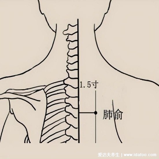 肺俞的準(zhǔn)確位置圖片，肩胛骨中間第三胸椎下長(zhǎng)按止咳化痰