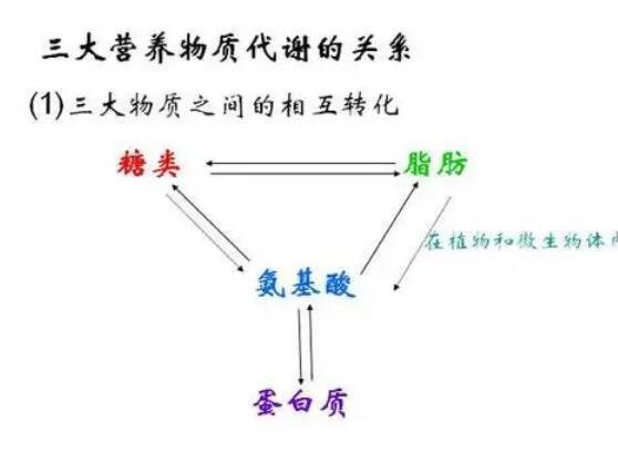 人體三大營養(yǎng)素是哪三種，糖類/脂肪/蛋白質(zhì)(附蛋白質(zhì)含量最高食物)