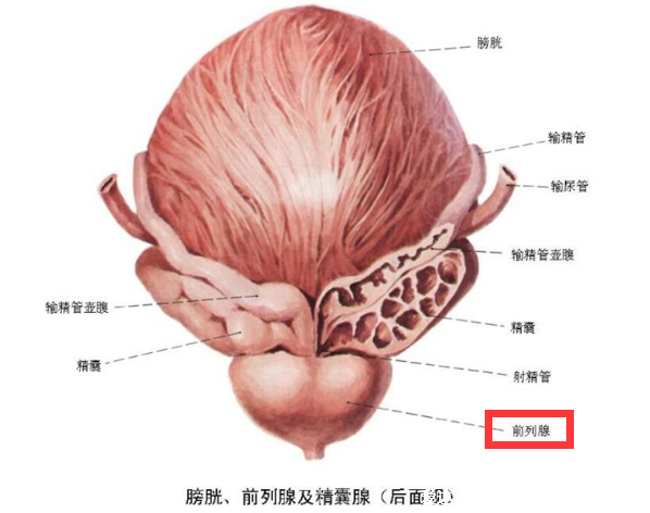 前列腺在哪位置圖，肛門內(nèi)2厘米處摸到的較硬球形(附按摩手法)