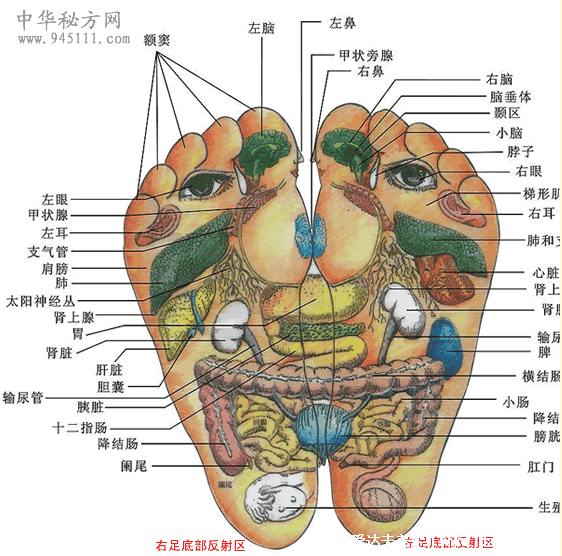 足底反射區(qū)圖片，腳底對應的器官圖穴位圖(附腳底疼痛部位圖解)