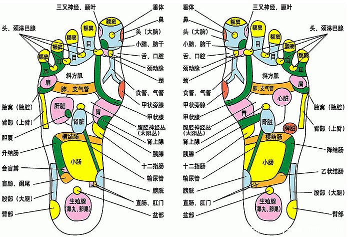 足底反射區(qū)圖片，腳底對應的器官圖穴位圖(附腳底疼痛部位圖解)