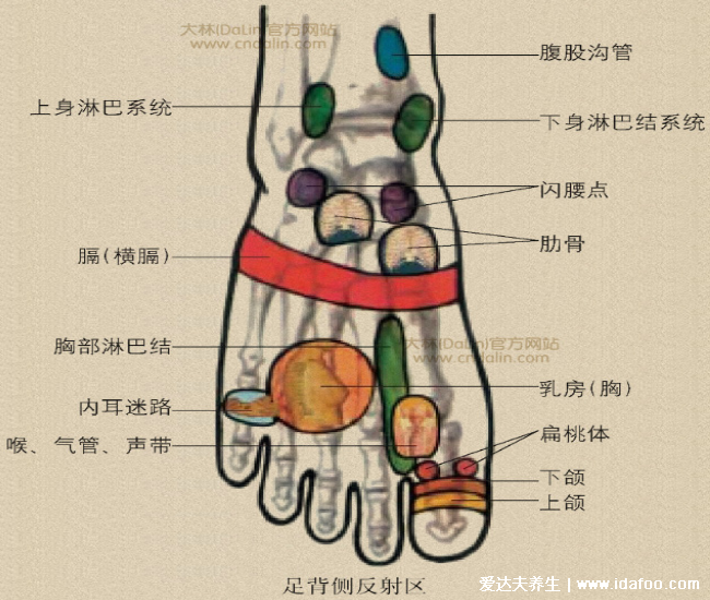 足底反射區(qū)圖片，腳底對應的器官圖穴位圖(附腳底疼痛部位圖解)