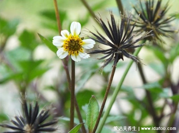 鬼針草泡水喝的功效，治療闌尾炎腹痛還能輔助降三高(圖片)