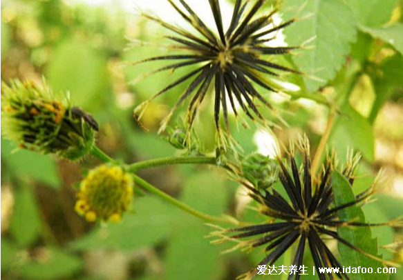 鬼針草泡水喝的功效，治療闌尾炎腹痛還能輔助降三高(圖片)