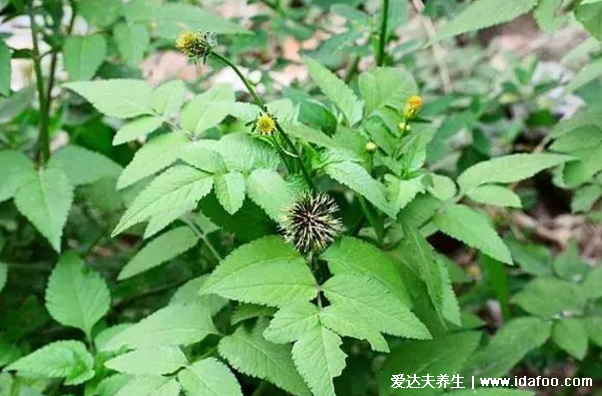 鬼針草泡水喝的功效，治療闌尾炎腹痛還能輔助降三高(圖片)