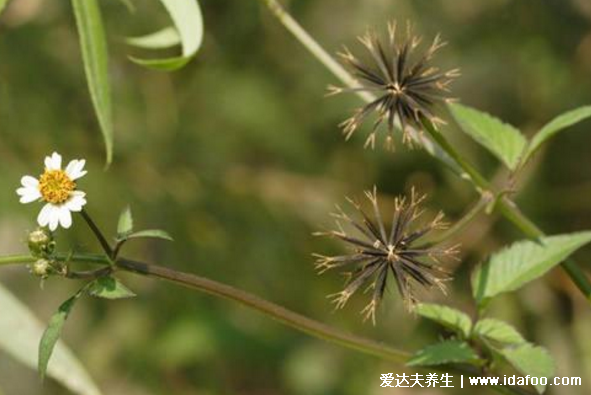 鬼針草泡水喝的功效，治療闌尾炎腹痛還能輔助降三高(圖片)