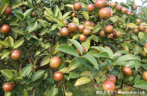 茶油的作用與功效用法，外用美白祛斑是天然的護(hù)膚油