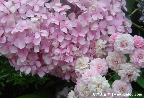 繡球花有毒嗎，氣味無毒但整個植株有毒/室內(nèi)養(yǎng)不要誤食