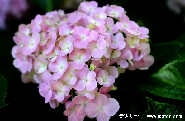 繡球花有毒嗎，氣味無毒但整個植株有毒/室內(nèi)養(yǎng)不要誤食