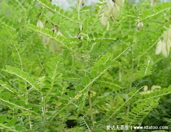 植物中藥黃芪圖片大全，根入藥可補(bǔ)氣抗菌(附黃芪水的不適宜人群)