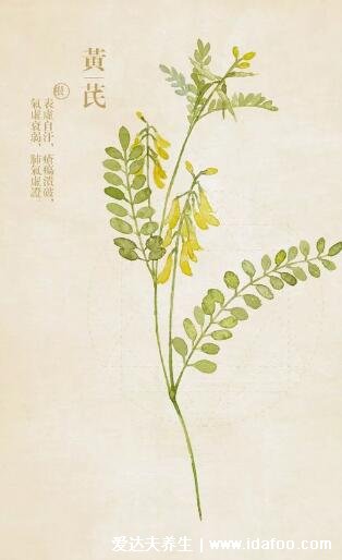 植物中藥黃芪圖片大全，根入藥可補(bǔ)氣抗菌(附黃芪水的不適宜人群)