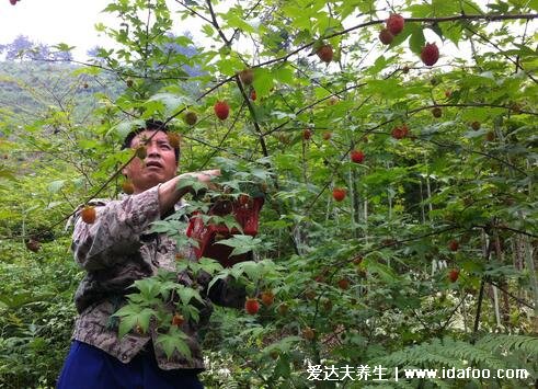 野生植物覆盆子圖片大全，可做作水果和中藥補(bǔ)腎壯陽(yáng)(附壯陽(yáng)草藥)