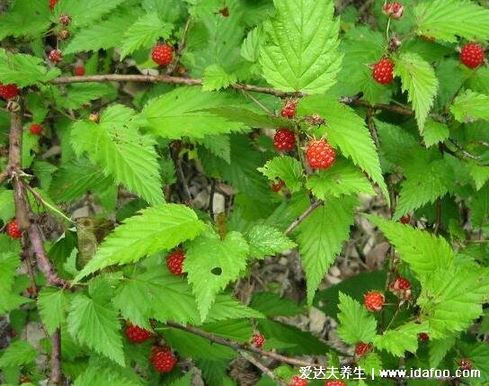 野生植物覆盆子圖片大全，可做作水果和中藥補(bǔ)腎壯陽(yáng)(附壯陽(yáng)草藥)