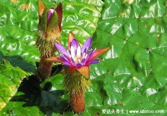 植物中藥芡實(shí)圖片，為水中植物中藥類似蓮子(附芡實(shí)的功效作用)