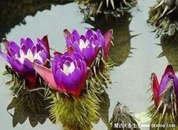 植物中藥芡實(shí)圖片，為水中植物中藥類似蓮子(附芡實(shí)的功效作用)