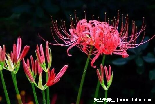 十大不吉利花，梅花和沒錢花諧音(彼岸花生長在墓地)