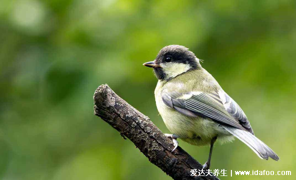 鳥屎掉身上有什么預(yù)兆，是福是禍怎么破解都和自己的想法有關(guān)