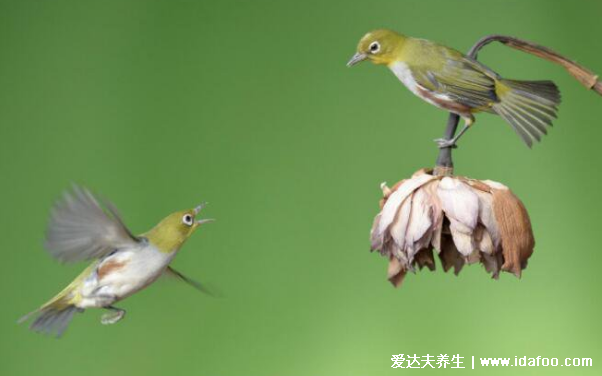 鳥屎掉身上有什么預(yù)兆，是福是禍怎么破解都和自己的想法有關(guān)