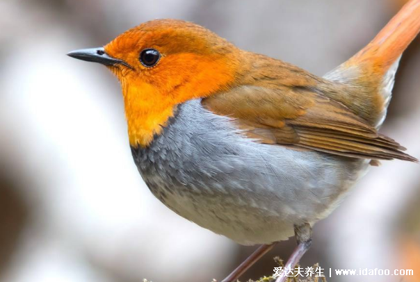 鳥屎掉身上有什么預(yù)兆，是福是禍怎么破解都和自己的想法有關(guān)